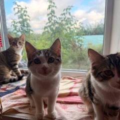 Kittens