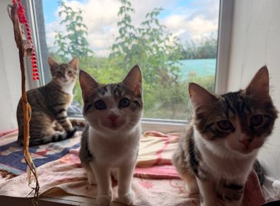 Kittens