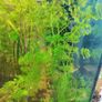 aquarium plants Image 2