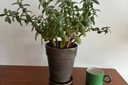 Large jade plant
