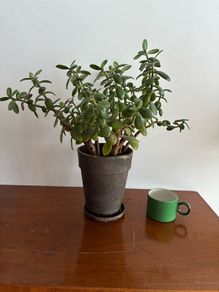 Large jade plant