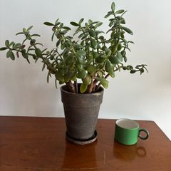 Large jade plant