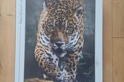 Jigsaw puzzle -1000 pieces