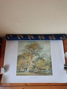 National Gallery Turner Print of Beech Trees.