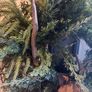 Stunning over 70 cm faux wreath vintage bow and antlers Image 5