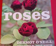 Dermot O' Neill / Roses/ 2009