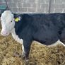 Weanlings Hereford Calves Image 3