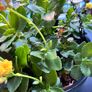 kalanchoe Image 9
