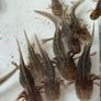 Axolotl Image 2