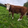 Sim heifers Image 2