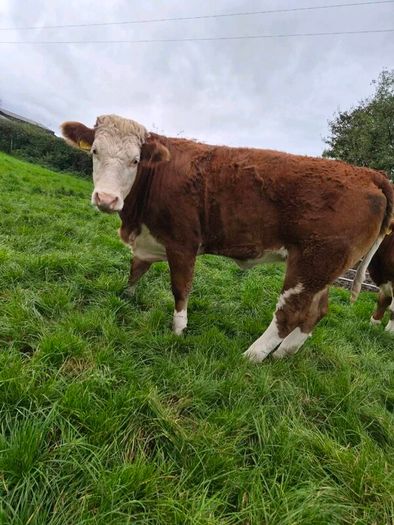 Sim heifers