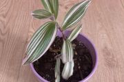 Nanouk plant in mauve pot