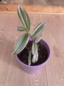 Nanouk plant in mauve pot