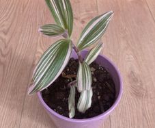 Nanouk plant in mauve pot