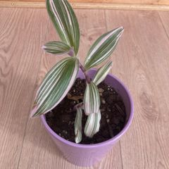Nanouk plant in mauve pot
