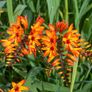 plants Image 2