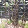 Black stemmed bamboo Image 4