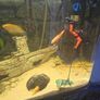 fish tank Image 2