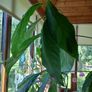 avocado plants Image 3