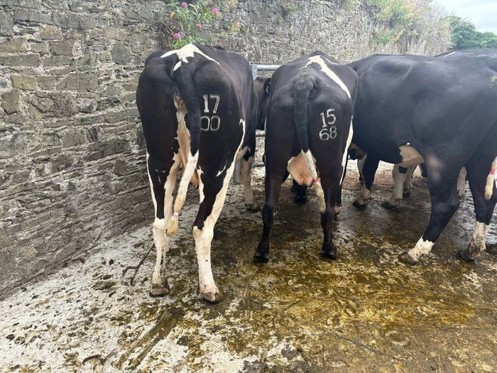 Top class feeding cows
