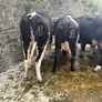 Top class feeding cows Image 5