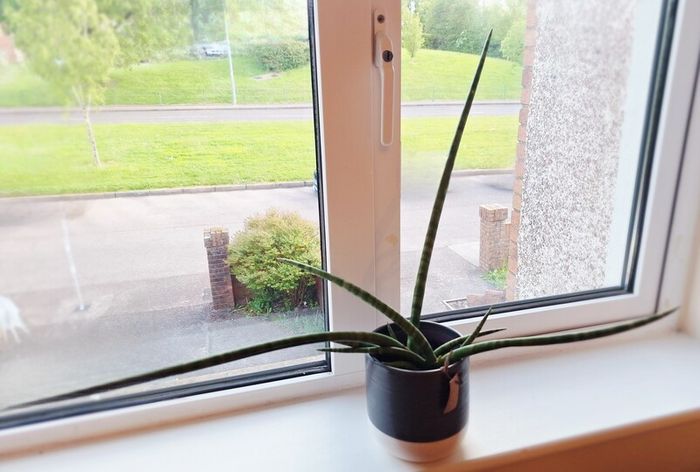 African Spear Plant in Ceramic Pot