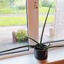 African Spear Plant in Ceramic Pot Image 2