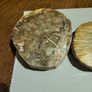 Petrified wood slices Image 2