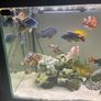 240 litre Aquarium Image 4