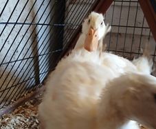 aylesbury ducking and ducks