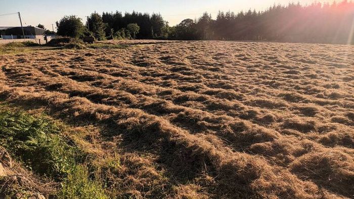 Round Hay Bales