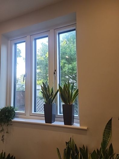 sansevieria Laurentii planter