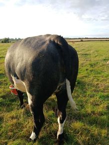 In calf heifers for Elphin