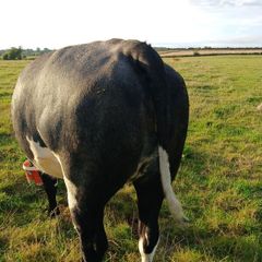 In calf heifers for Elphin