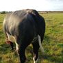 In calf heifers for Elphin Image 2