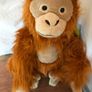Rare Endangered Species Orangutan Image 4
