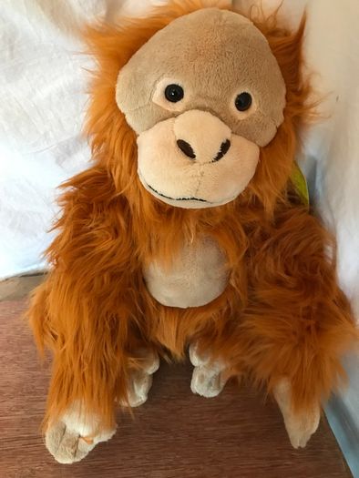 Rare Endangered Species Orangutan
