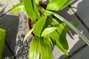 Amaryllis plant