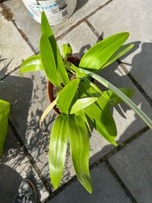 Amaryllis plant
