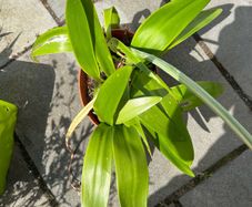 Amaryllis plant