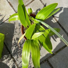 Amaryllis plant