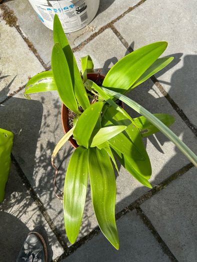 Amaryllis plant