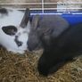 Rabbits-Dwarf Image 8