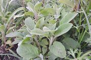 Sage plant