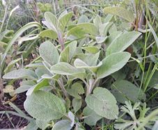 Sage plant