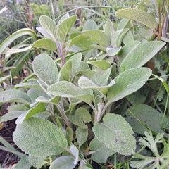 Sage plant