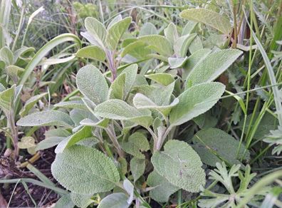 Sage plant