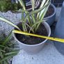 Evergreen Phormium Yellow Wave Image 2