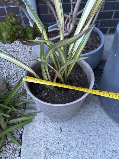 Evergreen Phormium Yellow Wave
