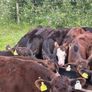22 Angus Heifers Image 7